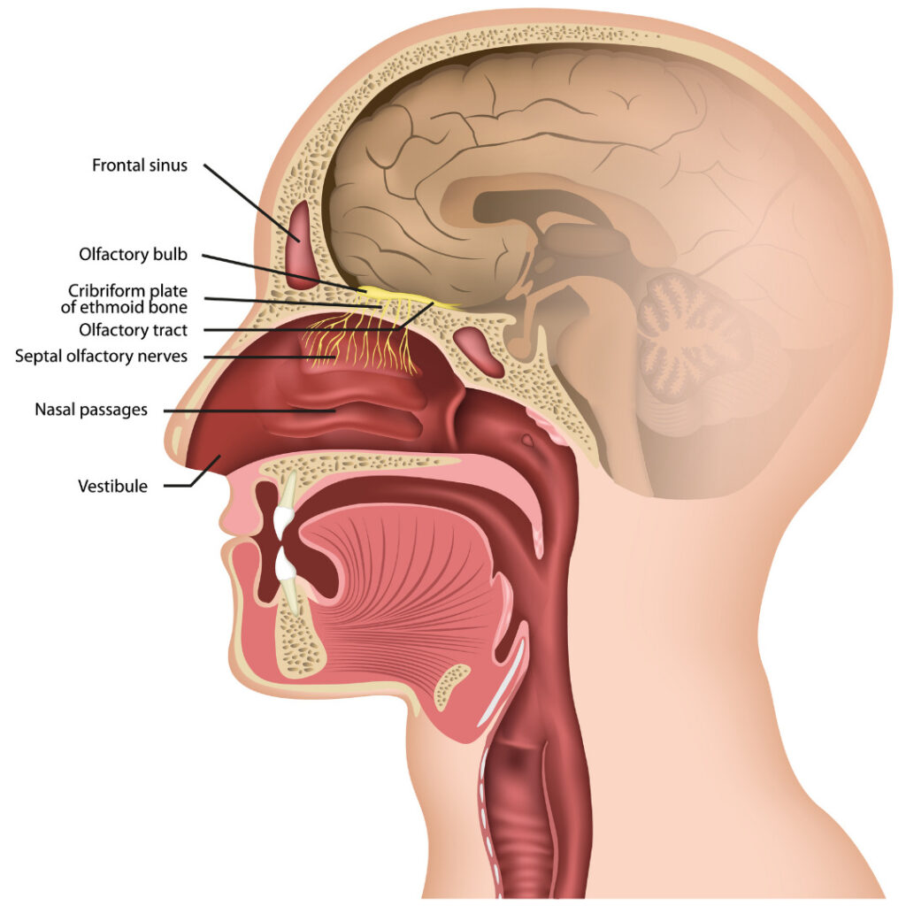 The Power of Smell to Heal Trauma